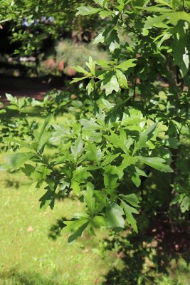 Quercus nigra - dub černý - listy4